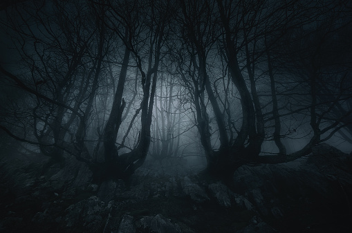 thick fog over a spruce forest in the black forest during winter