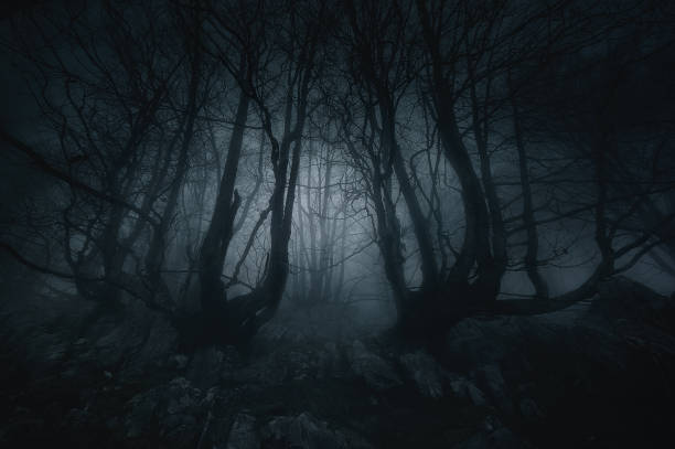 nightmare forest with creepy trees stock photo