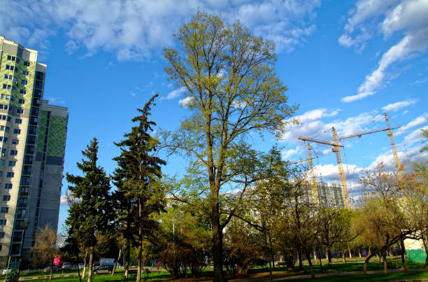 istock a tree growing in yard of Moscow 843635184
