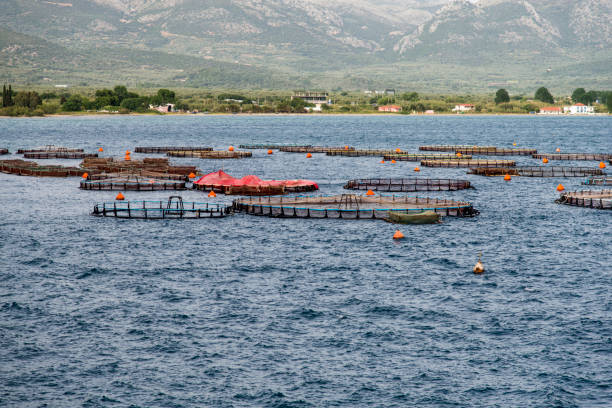 istock Fish farming in the sea 843640234