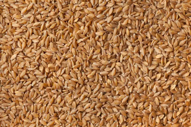 Heirloom organic Einkorn wheat seeds full frame