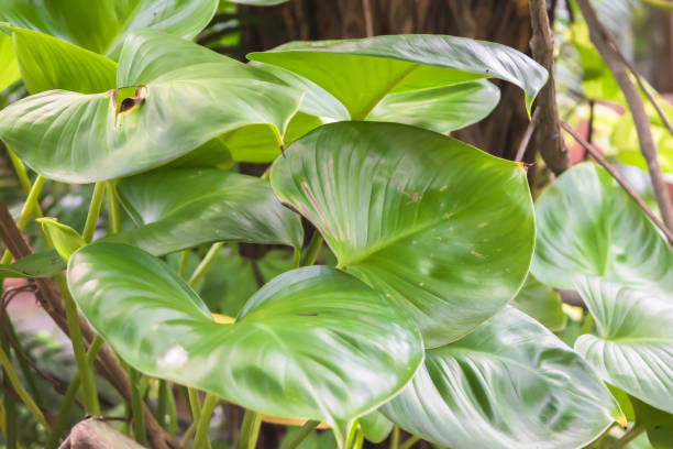 istock Green leaves, natural background 843641138