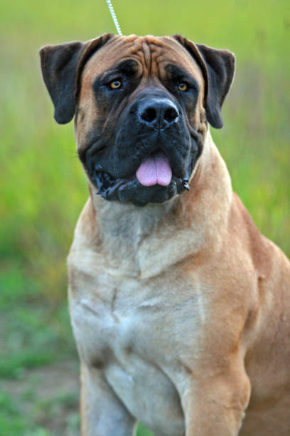 istock portrait of a Boerboel 843641198