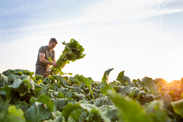 istock harvesting: farmer stands in his field, looks at sugar beets 843649276