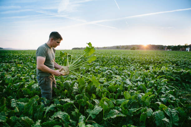 収穫: 農夫彼のフィールドに立って、砂糖大根に見える - beet ストックフォトと画像