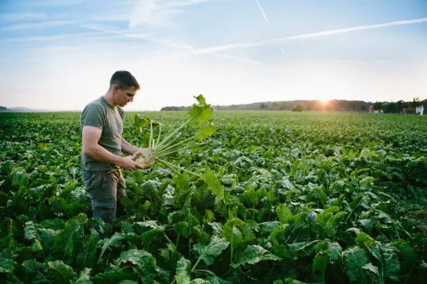 farmer, sugar beet, field, rural, harvesting, europe, Renewable resource