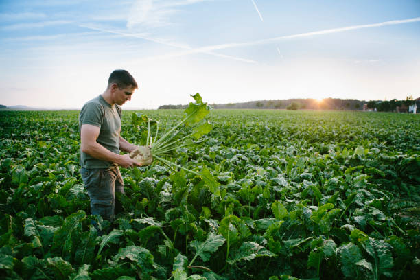 harvesting: farmer stands in his field, looks at sugar beets - cultivated land fotos imagens e fotografias de stock