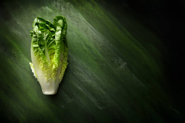 Vegatables: Romaine Lettuce Still Life