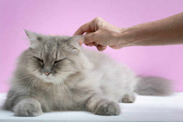 istock Brush the cat fur comb on a wooden table 843662182
