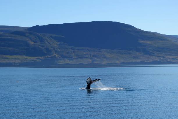 istock Whale tail in the deep blue ocean in Iceland 843666412