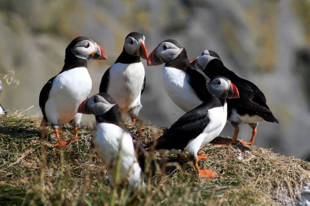 istock Wild puffin in Iceland 843666452