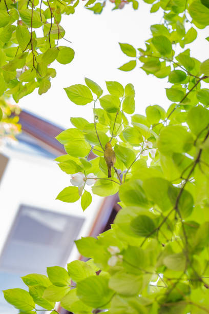 istock A bird that stops at the fresh green leaves 843666778