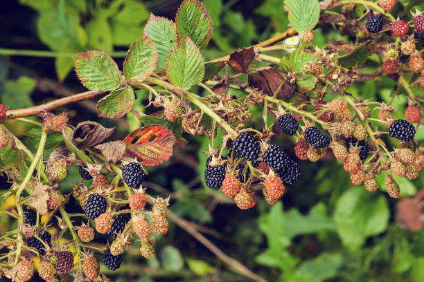 istock Blackberry in the garden 843667054