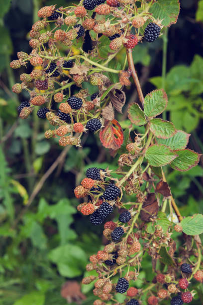 istock Blackberry in the garden 843667064