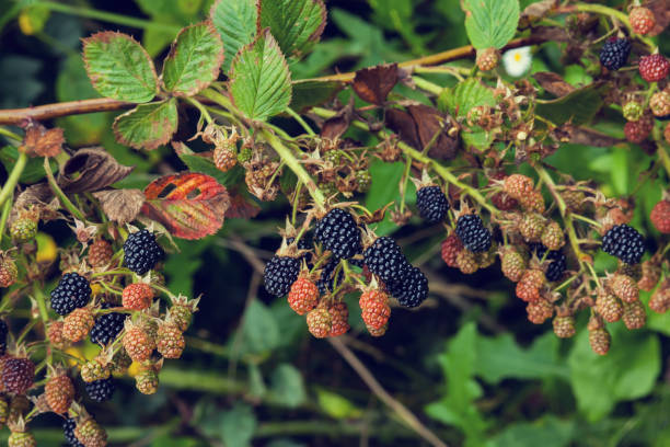 istock Blackberry in the garden 843667100