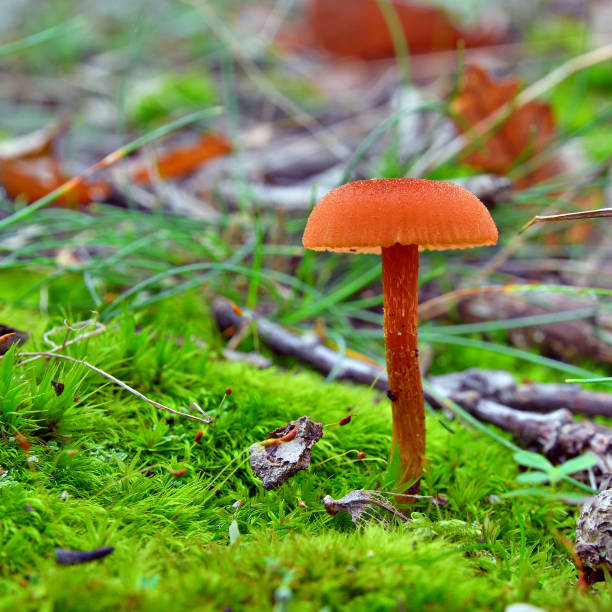 laccaria laccata mushroom laccaria laccata mushroom on the ground laccata stock pictures, royalty-free photos & images