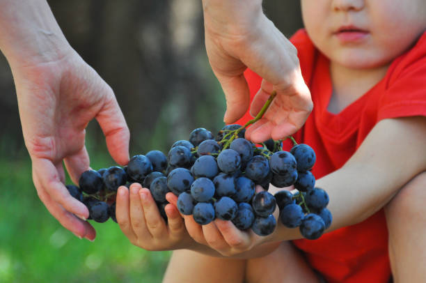 istock Mom hands giving grape to child. 843671690