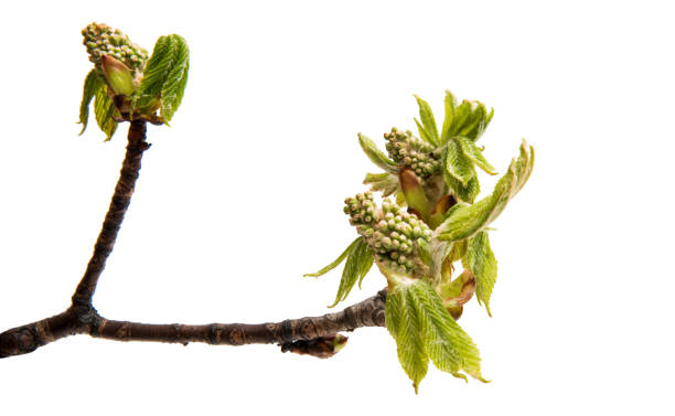 istock Branch of chestnut isolated 843672372