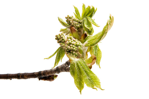 istock Branch of chestnut isolated 843673042