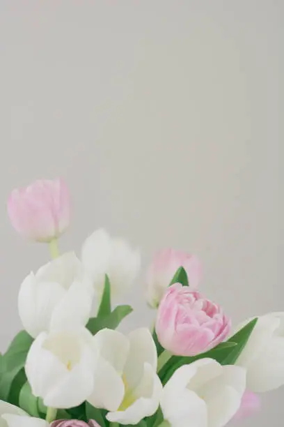Pink and White Tulips on a muted gray background. Plenty of negative space for copy.