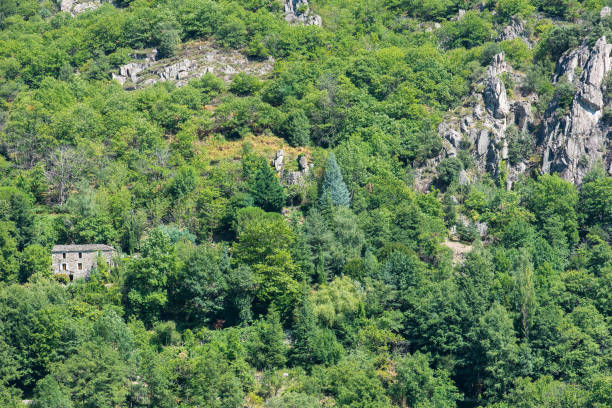 Bushy forest, with an old stony house in Ardeche, wild landscape in France in summer