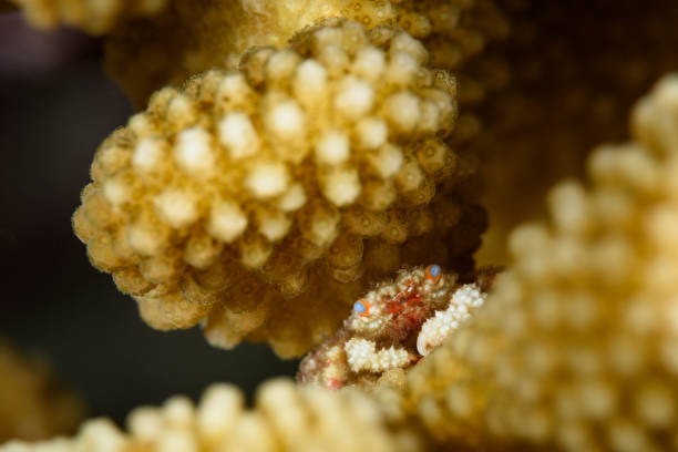 istock Blue-Eyed Coral Crab 843682054