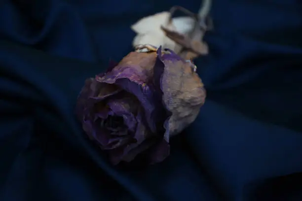 Photo of wilted rose