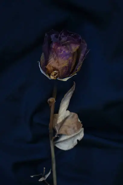 Photo of wilted rose