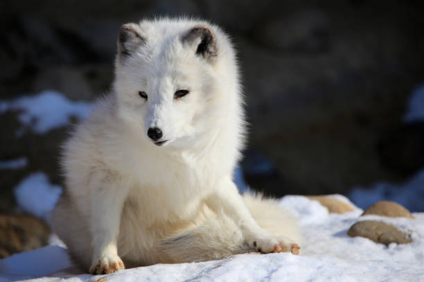 istock Artcic Fox portrait in snow 843685324