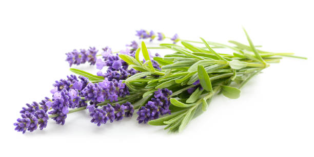 lawendowe kwiaty na białym - lavender lavender coloured flower homeopathic medicine zdjęcia i obrazy z banku zdjęć