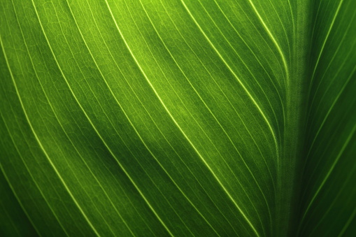 Fondo de textura de hoja verde con la luz detrás. photo