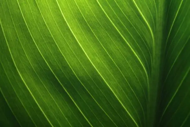 Photo of Green Leaf Texture background with light behind.
