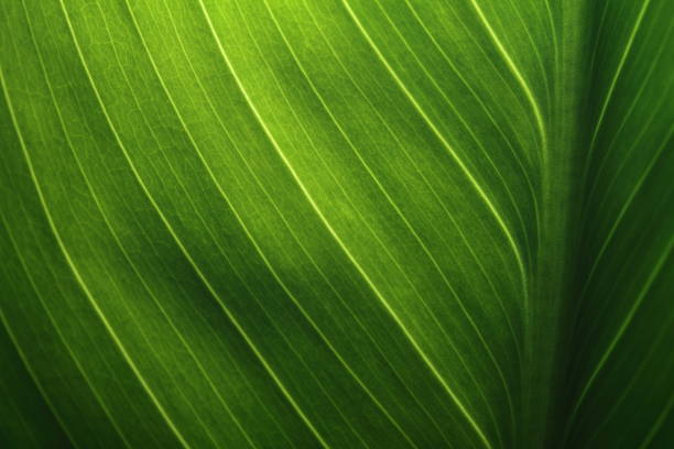 green leaf texture background with light behind. - green nature textured leaf imagens e fotografias de stock