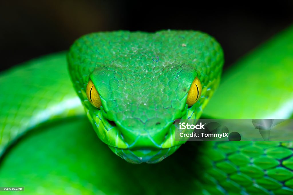 Grüne Pit Viper - Lizenzfrei Schlange - Kriechtier Stock-Foto