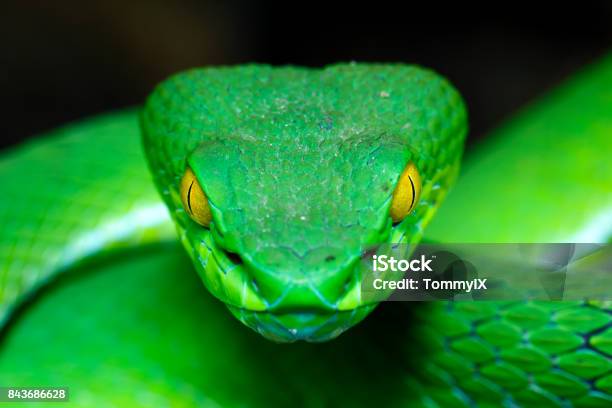 Grüne Pit Viper Stockfoto und mehr Bilder von Schlange - Kriechtier - Schlange - Kriechtier, Kopf, Nahaufnahme