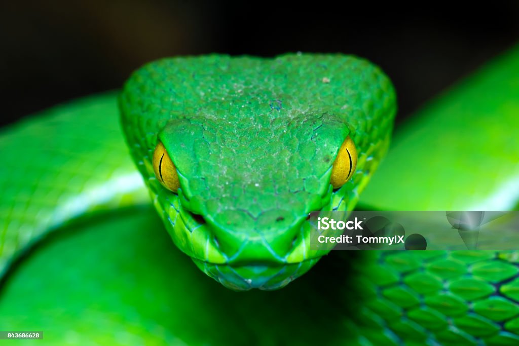 Green Pit Viper Front view Large-eyed Green Pitviper (Trimeresurus macrops)(focus on the eye shallow DOF) the endemic specie of Southeast Asia Snake Stock Photo