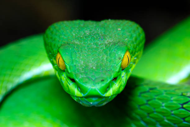 Green Pit Viper Front view Large-eyed Green Pitviper (Trimeresurus macrops)(focus on the eye shallow DOF) the endemic specie of Southeast Asia viper photos stock pictures, royalty-free photos & images