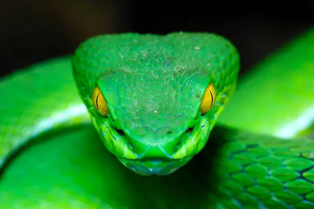 Photo of Green Pit Viper