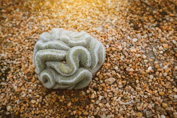 cactus in the green garden