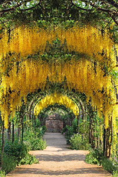 A pathway runs through a garden filled with yellow flowering trees. Colorful plants grow along the sides of the path under a clear sky in daytime.