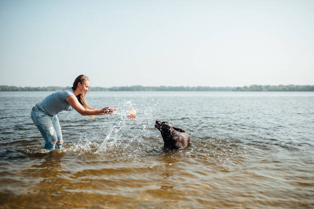 istock beautiful girl is playing with brown labradors 843700430