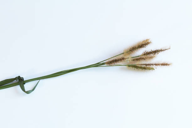 трава семян головы свя�заны вместе с травинкой - long leaf grass blade of grass стоковые фото и изображения