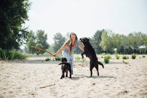 istock beautiful girl is playing with brown labradors 843701264