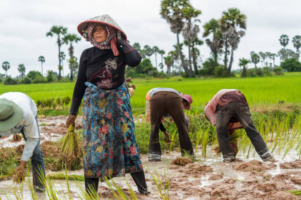 Cambodian woman works on a rice farm Siem Reap: A woman stops briefly while working in the rice fields. cambodian culture stock pictures, royalty-free photos & images