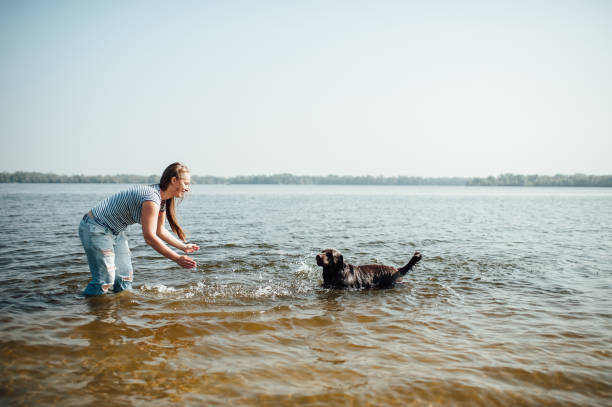 istock beautiful girl is playing with brown labradors 843702828