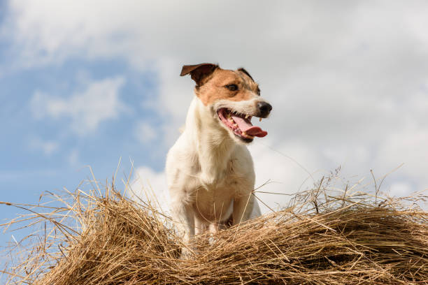 istock Summer rustic scene with dog on hay bale at hot day 843704834