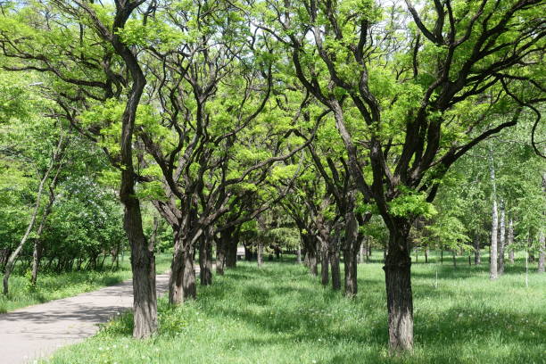 два ряда робиния псевдоакасия umbraculifera в парке - locust tree black robinia стоковые фото и изображения