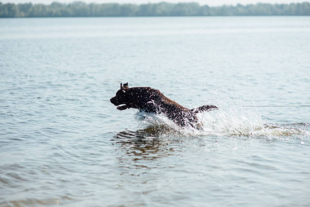 istock cheerful brown labrador play in water 843706312