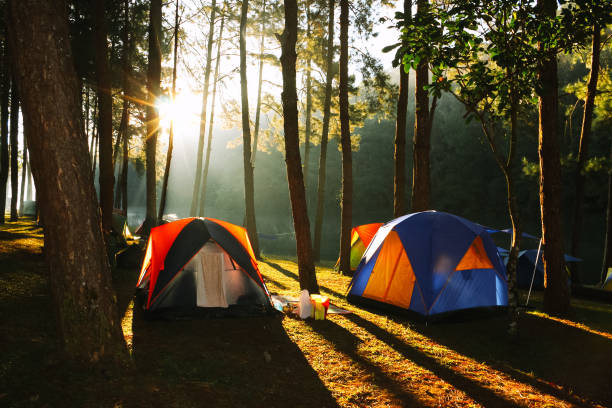 istock The campsite in pine forest 843707226