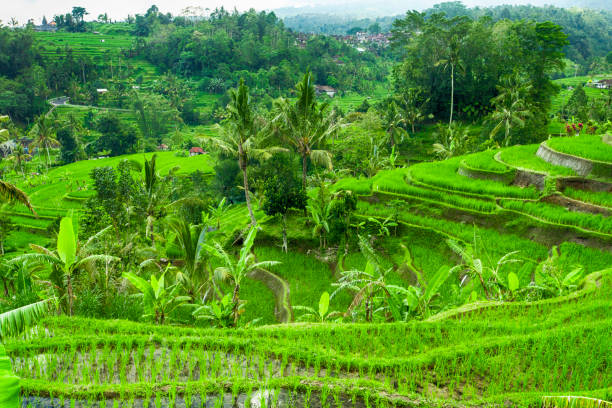 istock View of terraced rise fields in Bali 843707540